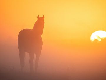 Kleurrijke zonsopkomst met een paard van Richard Nell