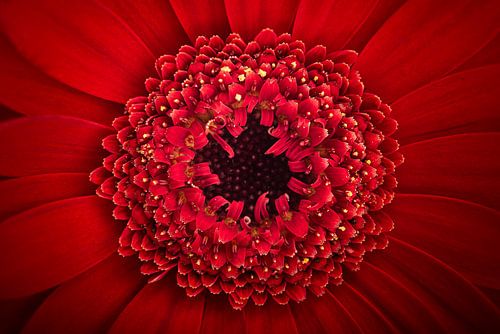 Het hart van een rode Gerbera