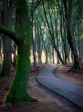 Winding path in forest by Thijs Friederich