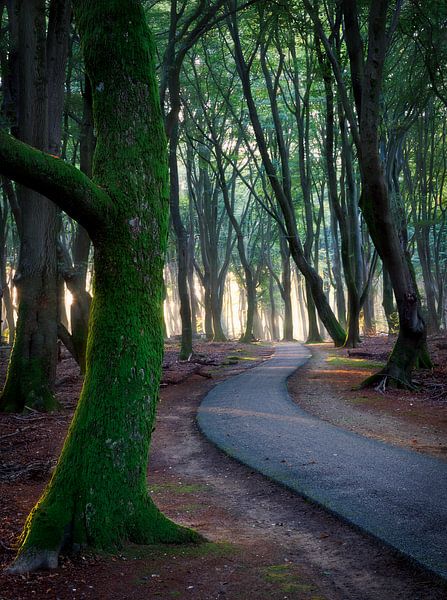Winding path in forest by Thijs Friederich