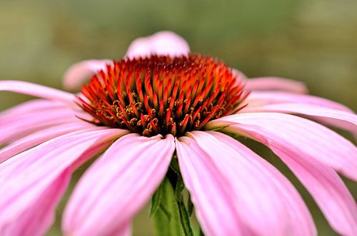Rode Zonnehoed (Echinacea purpurea)