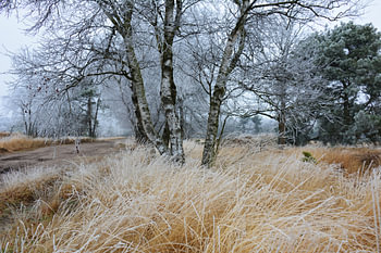 Cartierheide im Winter