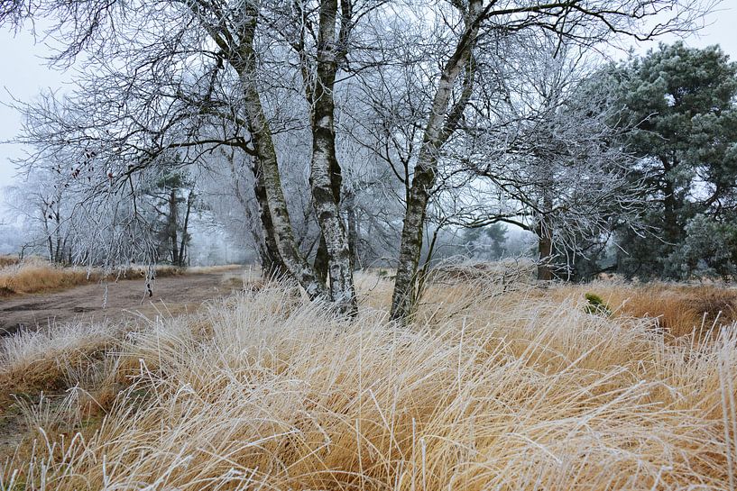 Cartierheide Noord Brabant  in de winter van My Footprints