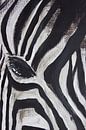 Zebra van Susanne A. Pasquay thumbnail