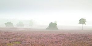 Sonnenaufgang über einer Heidelandschaft auf der Veluwe