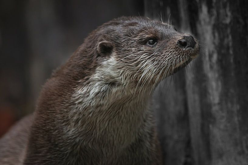 Close-up van de otterkop in profiel van een kwiek nat beest van Michael Semenov