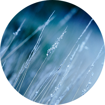 Bloemetjes, veldbloemen, planten, bermen, graan