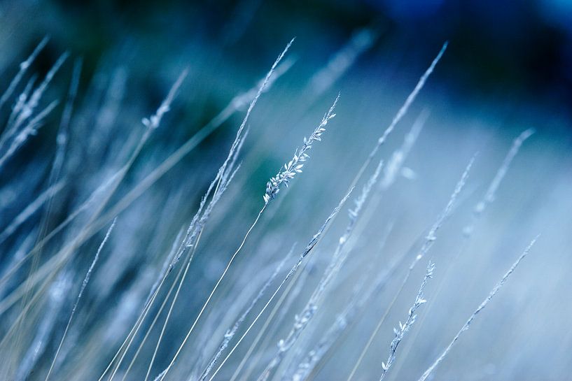 Bloemetjes, veldbloemen, planten, bermen, graan von Anouk Timmerman