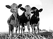 Koeien in de wei van Jessica Berendsen thumbnail