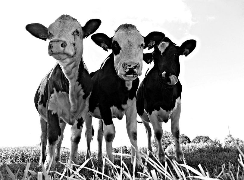 Vaches curieuses  par Jessica Berendsen