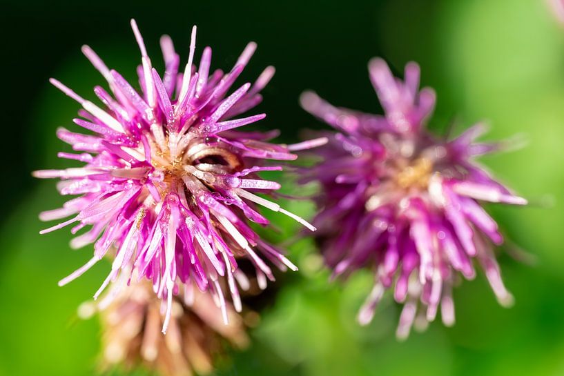 Makro einer Herbstblume von Christiaan Poot