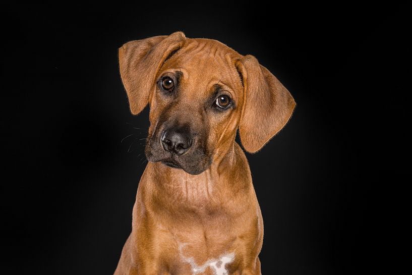 Fine Art portrait of a Rhodesian Ridgeback puppy by Elles Rijsdijk