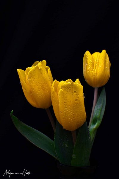 Gelbe Tulpen von Mirjam Van Houten