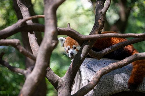 Roter Panda im Central Park Zoo von Daniël Haccou