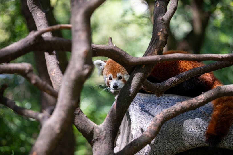 Rode Panda in Central Park Zoo van Daniël Haccou