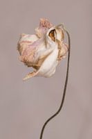 Hellrosa Blume auf warmen grauen Hintergrund minimalistische Nahaufnahme