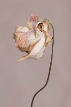 Hellrosa Blume auf warmen grauen Hintergrund minimalistische Nahaufnahme von Iris Koopmans