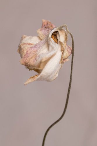 Hellrosa Blume auf warmen grauen Hintergrund minimalistische Nahaufnahme