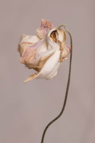 Fleur rose clair sur fond gris chaud minimaliste en gros plan par Iris Koopmans