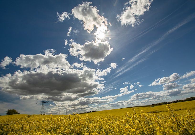 Rapsfeld bei Sehlen von GH Foto & Artdesign
