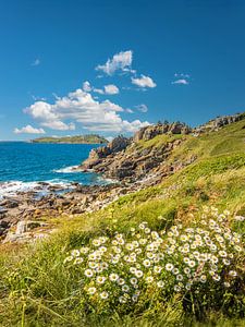 Felsküste mit Margeriten am Pointe de Bihit, Trébeurden, Bretagne