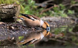 Apfel-Fink mit Reflexion von Merijn Loch