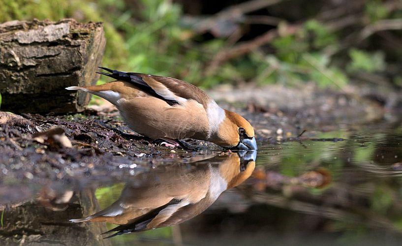 Apple Finch with reflection by Merijn Loch