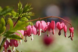 Dicentra by Peet Romijn