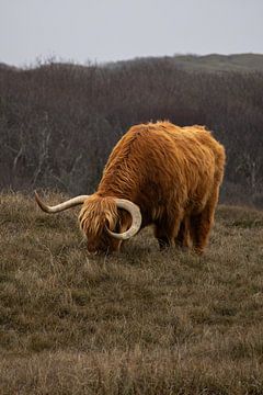 Een Schotse hooglander graast in een natuurlijk, ruig duinlandschap aan de Noord-Hollandse kust bij Bergen aan Zee van Bram Lubbers