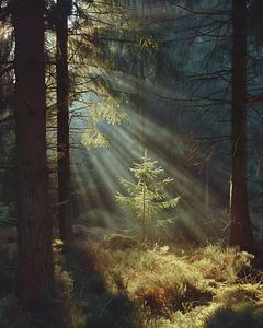 Magisches Licht im Wald
