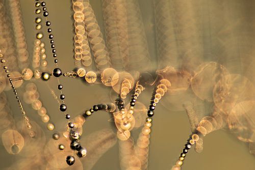 Spinnenweb met dauwdruppels zonsopkomst | Natuur