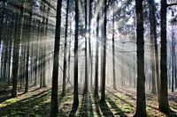 Licht in de ochtend