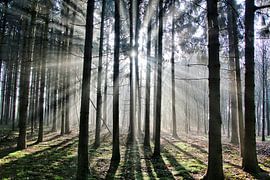 Licht in de ochtend by Benjamin van de Grift