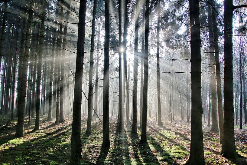 Licht in de ochtend van Benjamin van de Grift
