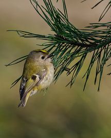 Goldcrest by Ard te Kloeze