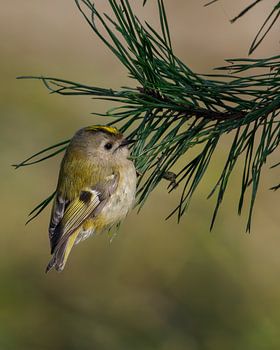 Goldcrest