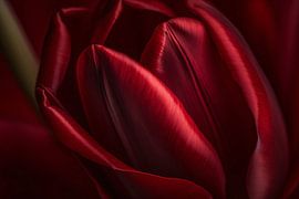 Close-up of red flower in dark background by Art & Soul Creations