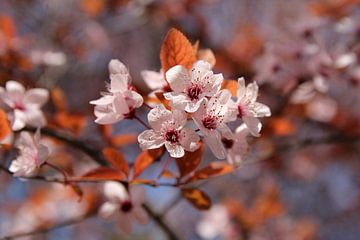 La fleur sur Cornelis (Cees) Cornelissen