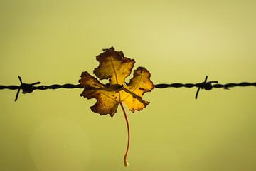 Caught in barbed wire by Hetwie van der Putten