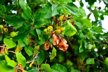 Kleine wachsende Äpfel an einem Baum im Sommer