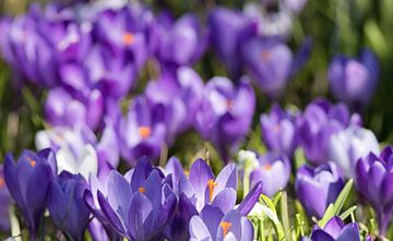 Crocus van Bo Valentino