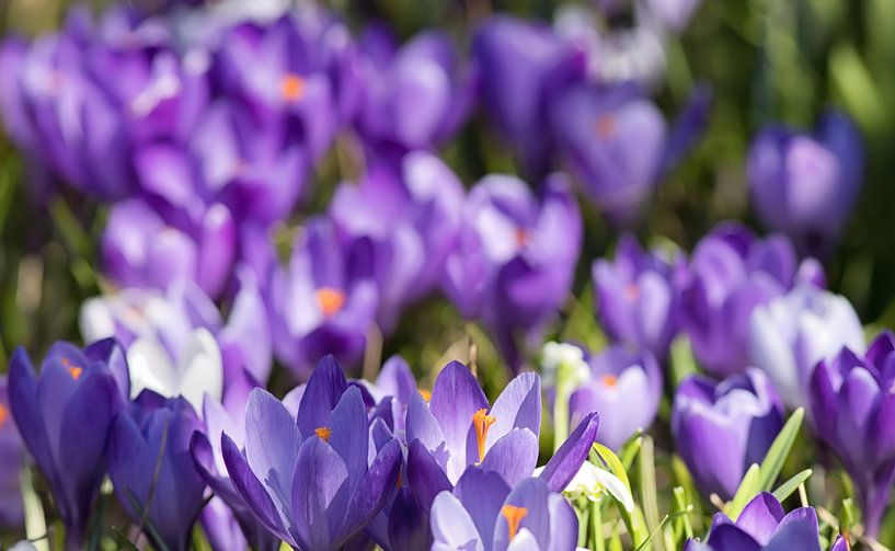 Krokus von Bo Valentino