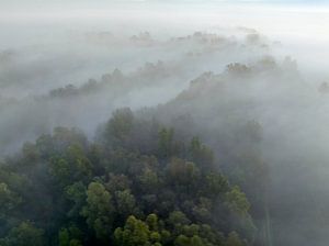 Nebliger Wald aus der Vogelperspektive im Herbst
