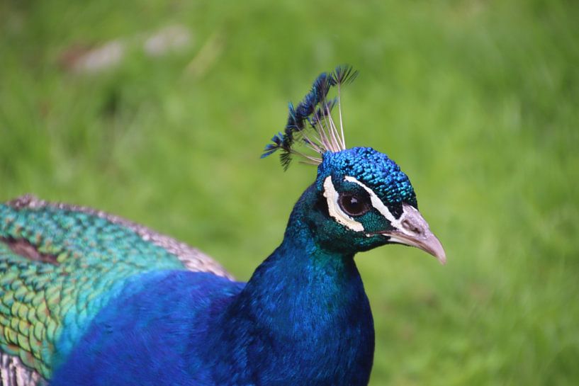 Close-up of a beautiful peacock by Kimberley van Lokven