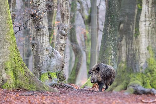 In het oude beukenbos....