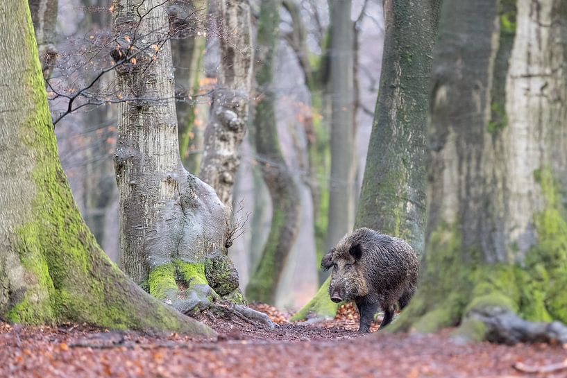 In the old forest... by Arno van Zon photography