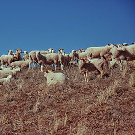 Schafe auf einer Düne von Bastiaan Schuit