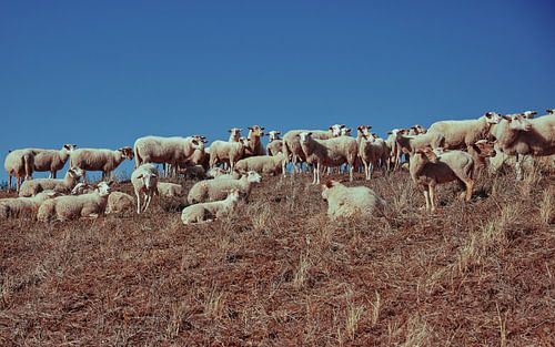 Schapen op een duin