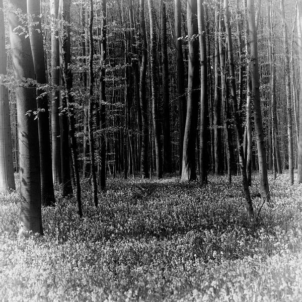 Hallerbos von Esther Swaager