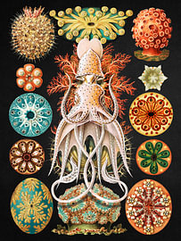 Haeckel’s Marine Mosaic I